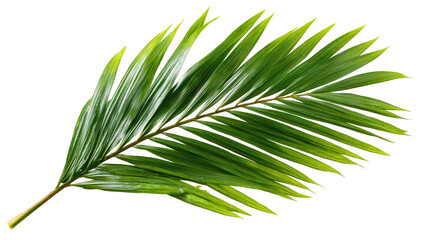 Obraz premium Close-up of a single palm frond. Vibrant green, pointed leaflets radiate outward from a central stem
