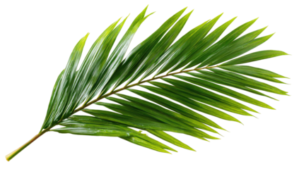 Close-up of a single palm frond. Vibrant green, pointed leaflets radiate outward from a central stem