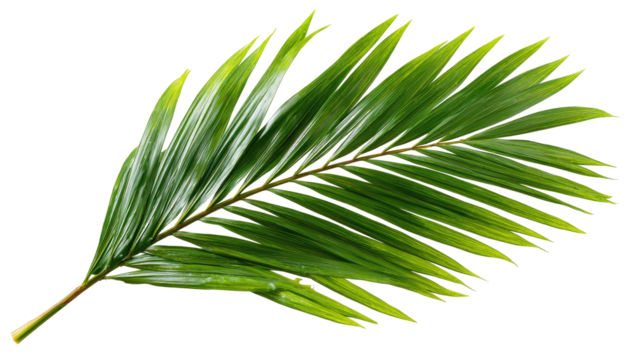 Close-up of a single palm frond. Vibrant green, pointed leaflets radiate outward from a central stem