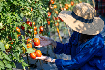 Asian senior couple farmer are picking fresh tomatoes in the field of organics vegetables garden...