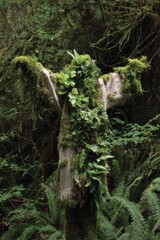 Obraz premium Authentic Forest Spirit Figure with Flowing Bark Robes and Blooming Ferns Premium Nature-Inspired Wellness Content for Millennial Lifestyle Marketing