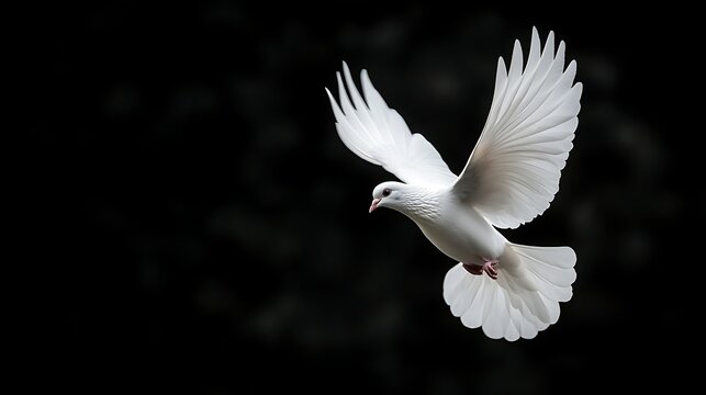Stunning white dove takes flight against a dark background, symbolizing peace and freedom.