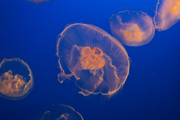 Obraz premium jelly fish in aquarium