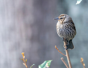 sparrow on a branch