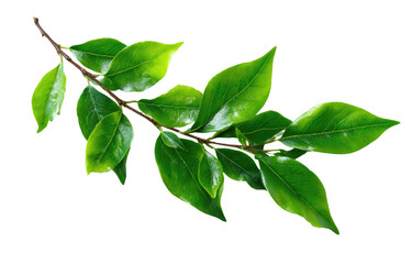Fototapeta premium Close-up of vibrant green leaves on a branch