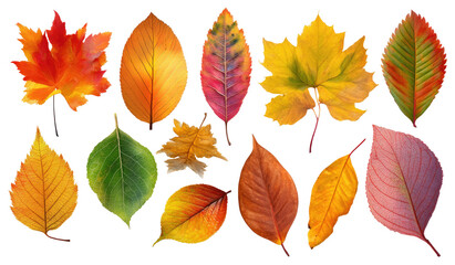 Autumn leaves in various colors and shapes, outlined against a black background