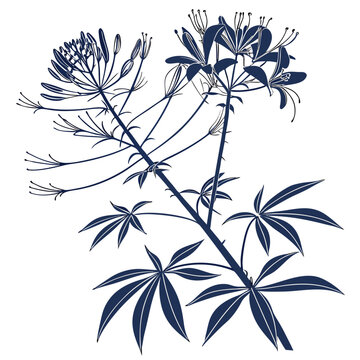 black and white cleome serrulata
