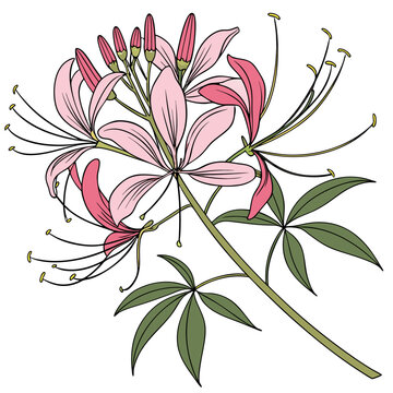 cleome serrulata leaves