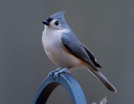 blue tit on a branch