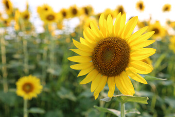 夏のひまわり畑 / Sunflower Field in Summer