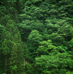 緑豊かな森林 / Lush Green Forest