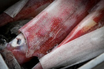 Obraz premium 新鮮なイカ / Fresh Squid