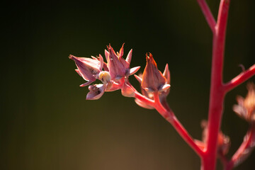 red and yellow flower