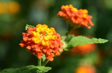 Celebrando a primavera