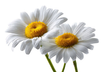 Naklejka premium Close-up of two white daisies with yellow centers, against a black background. Petals are detailed, displaying texture and light