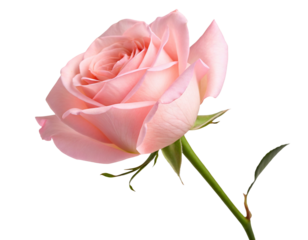 Elegant pale pink rose bloom isolated on black background for floral decoration and romantic themes