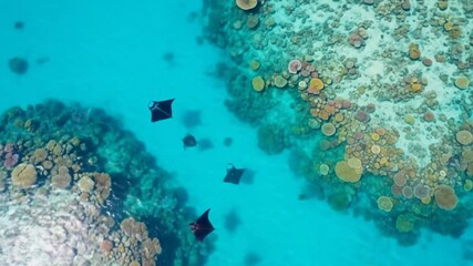 Swimming Manta Rays Glide Over Vibrant Coral Reef in Turquoise Ocean Waters
