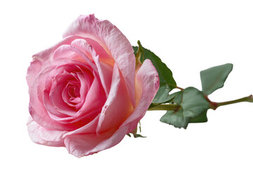 Close-up of a single, vibrant pink rose.  Soft petals, light pink fading to a deeper pink center,  with visible texture and delicate edges.  Stem and leaves are visible, a muted green.