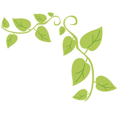 Hanging vine with light green leaves and small orange dots, decorative tropical jungle plant for eco design. © Wisnu