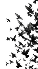 birds in flight