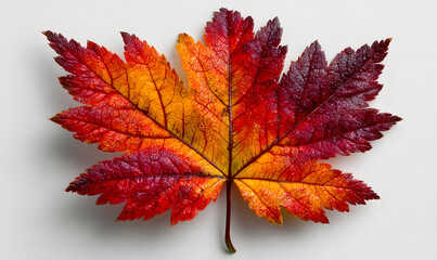 Leaf maple red orange brown object plant tree autumnnature season yellow desig foliage sign symbol decortion canada day 1 st firstdate july month happy indeendence day freedom politi beautiful