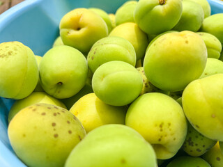 新鮮な青梅 / Fresh Green Plums (Ume)