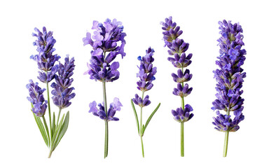 Obraz premium Five sprigs of vibrant purple lavender, isolated against a black background. Each stem displays a cluster of delicate, deep purple blossoms, with hints of green foliage. 