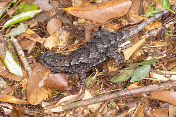 lizard on the ground