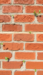Obraz premium Red brick wall with green plants growing in the crevices 