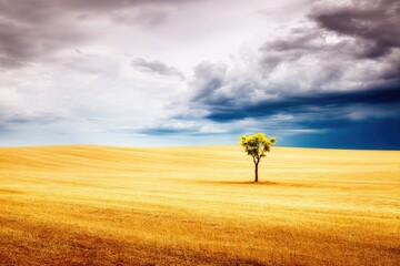 Solitary tree in golden field under stormy sky