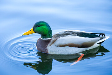 水面を泳ぐマガモのオスMale Mallard Duck Swimming on Water