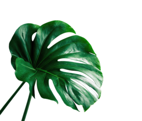Close-up of a lush, deep green monstera leaf.  Dark background