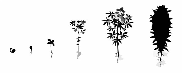 Cannabis growth stages. Marij...