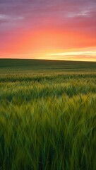 Fototapeta premium Green wheat field at sunset with pink and orange sky