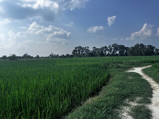 lush Green Rice crops , Green paddy crops