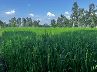 lush Green Rice crops , Green paddy crops