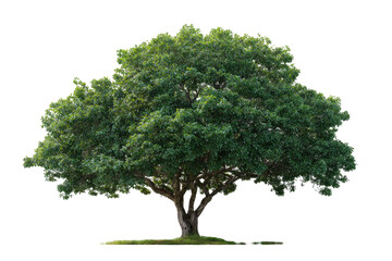 Lush green tree against a black background.  Full, mature foliage.  Thick, substantial trunk.  Isolated, natural image