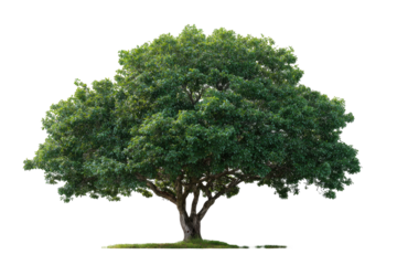 Lush green tree against a black background.  Full, mature foliage.  Thick, substantial trunk.  Isolated, natural image