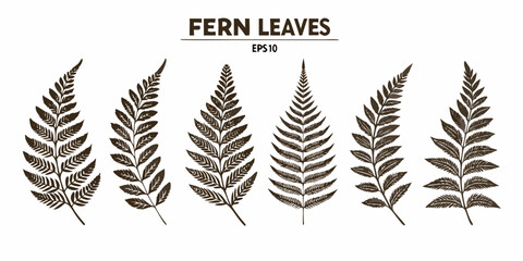 Collection of six detailed brown fern leaf silhouettes on a white background