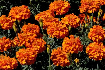 Vibrant orange flowers densely packed, lush green foliage