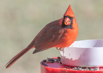red cardinal bird