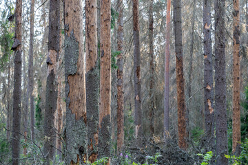 Coniferous trees killed by typographer beetle infestation. Complete needle loss and dried cracked trunks, forest devastation from invasion, widespread tree mortality in short time, tree vulnerability
