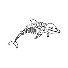 Detailed anatomical vector illustration of a dolphin skeleton line art