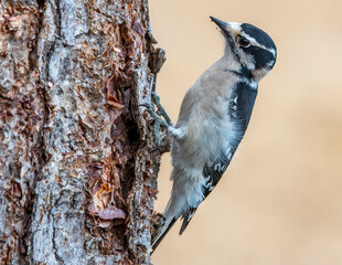 woodpecker  on a tree branch
