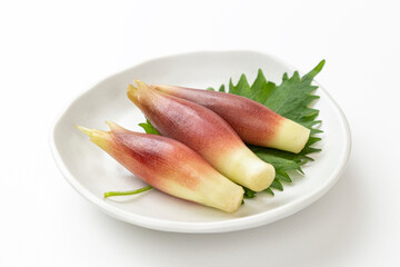 ミョウガ　白バック