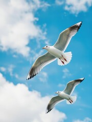 Fototapeta premium Seagulls flying over bright blue sky coastal area wildlife photography natural environment upward angle freedom concept