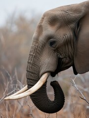 Majestic elephant portrait african savannah wildlife photography natural habitat close-up view conservation awareness