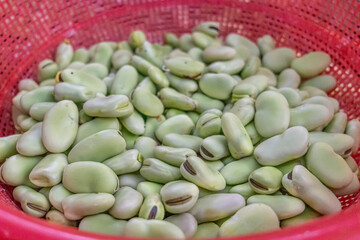 Fresh fava beans: natural texture, vibrant color, and organic essence. Perfect for concepts of nutrition, sustainable farming, and traditional Latin American cuisine.