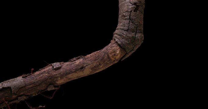 A shot of a large spiny stick insect (Eurycantha calcarata) climbing across a tree branch on a black background. +