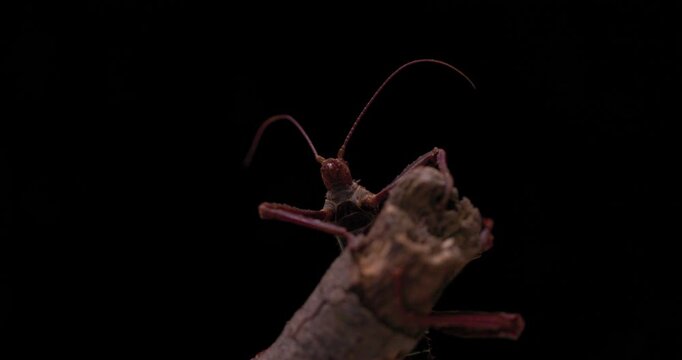 A large spiny stick insect (Eurycantha calcarata) sitting on the end of a branch waving it's antenna around on a black background.